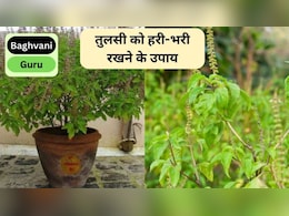 तुलसी के पौधे को सर्दियों में सूखने से कैसे बचाएं? बस करने होंगे 5 आसान काम