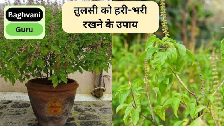 तुलसी के पौधे को सर्दियों में सूखने से कैसे बचाएं? बस करने होंगे 5 आसान काम