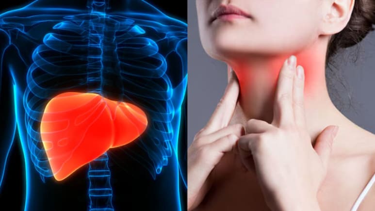 थायराइड के लिए दवा खाना ही काफी नहीं, लिवर की अनदेखी है असली वजह, Doctor से क्या करें और क्या नहीं