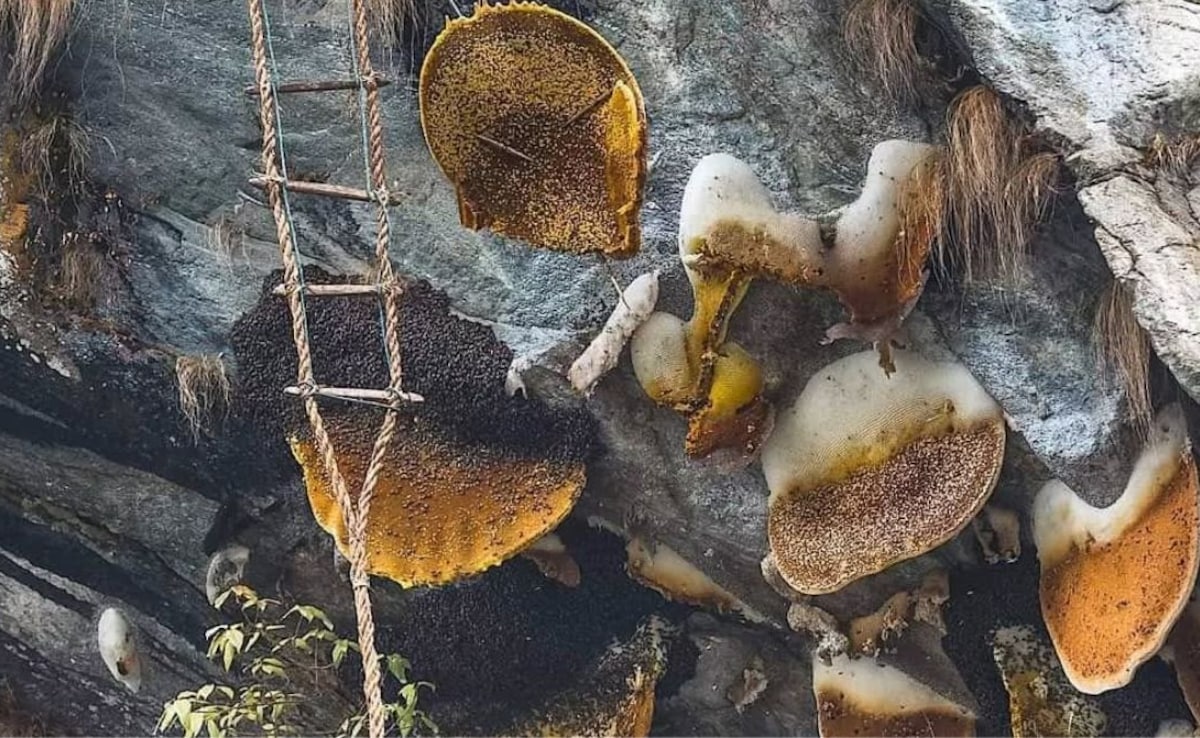 These hives are found on tree limbs, on the cliffside, at 1,200 to 4,000 m elevation. Photo: Nepal Hiking Official/ Instagram