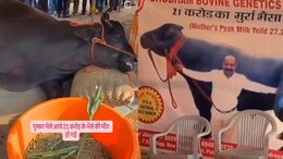 VIDEO: तब्बल 21 कोटींची म्हैस, प्रदर्शनात कोसळली अन् जीव सोडला; नेटकरी संतापले, पण...