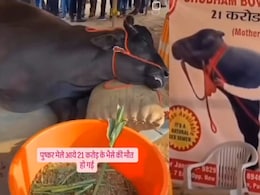 VIDEO: तब्बल 21 कोटींची म्हैस, प्रदर्शनात कोसळली अन् जीव सोडला; नेटकरी संतापले, पण...