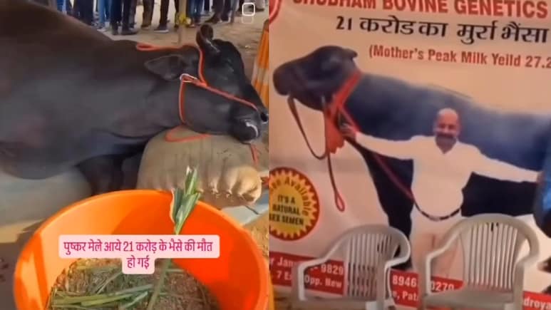 VIDEO: तब्बल 21 कोटींची म्हैस, प्रदर्शनात कोसळली अन् जीव सोडला; नेटकरी संतापले, पण...