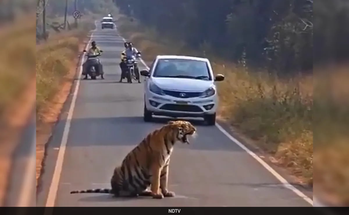 Tiger Cub Halts Traffic in Maharashtra's Tadoba