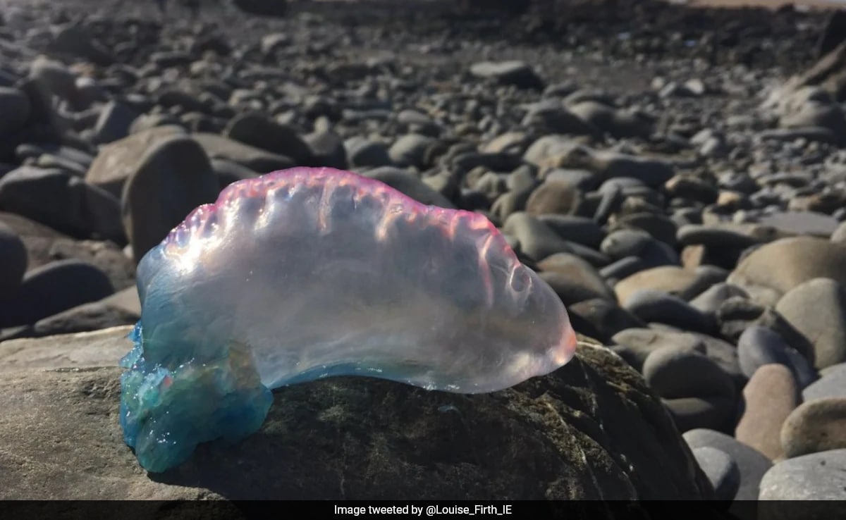 Urgent Warning After "Extremely Dangerous" Sea Creature Spotted On UK Beach: "Floating Terrors"
