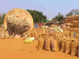 Dhan Kharidi 2025: MP में इस दिन से शुरू होगी धान, ज्वार और बाजरा की खरीदी, किसानों को मिलेगा उपज का इतना दाम