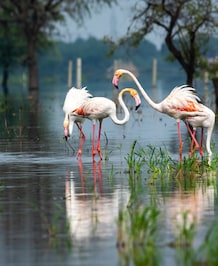 8 Most Famous Bird Sanctuaries In India