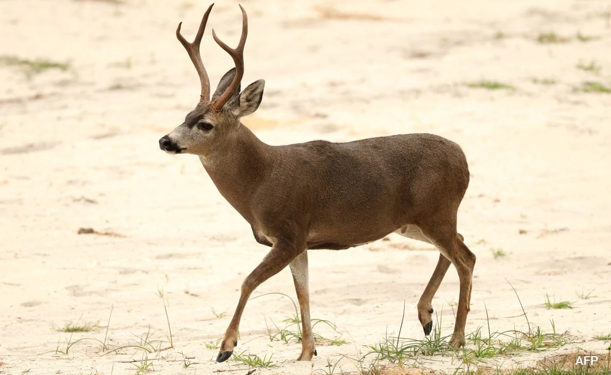 10 Deer Killed By Stray Dogs At Newly Opened Kerala Zoo