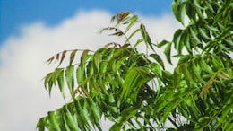 Neem For Liver Health And More: 6 Benefits You Didn't Know About