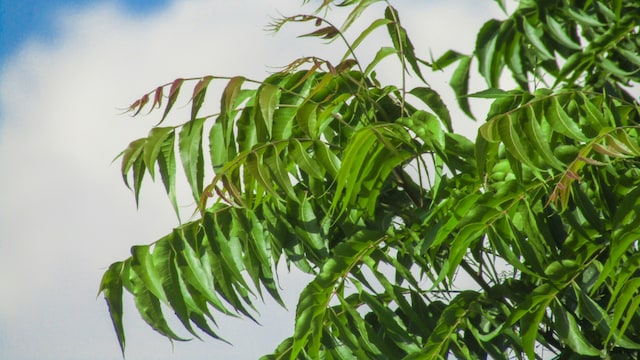 Neem for liver and its other health benefits.