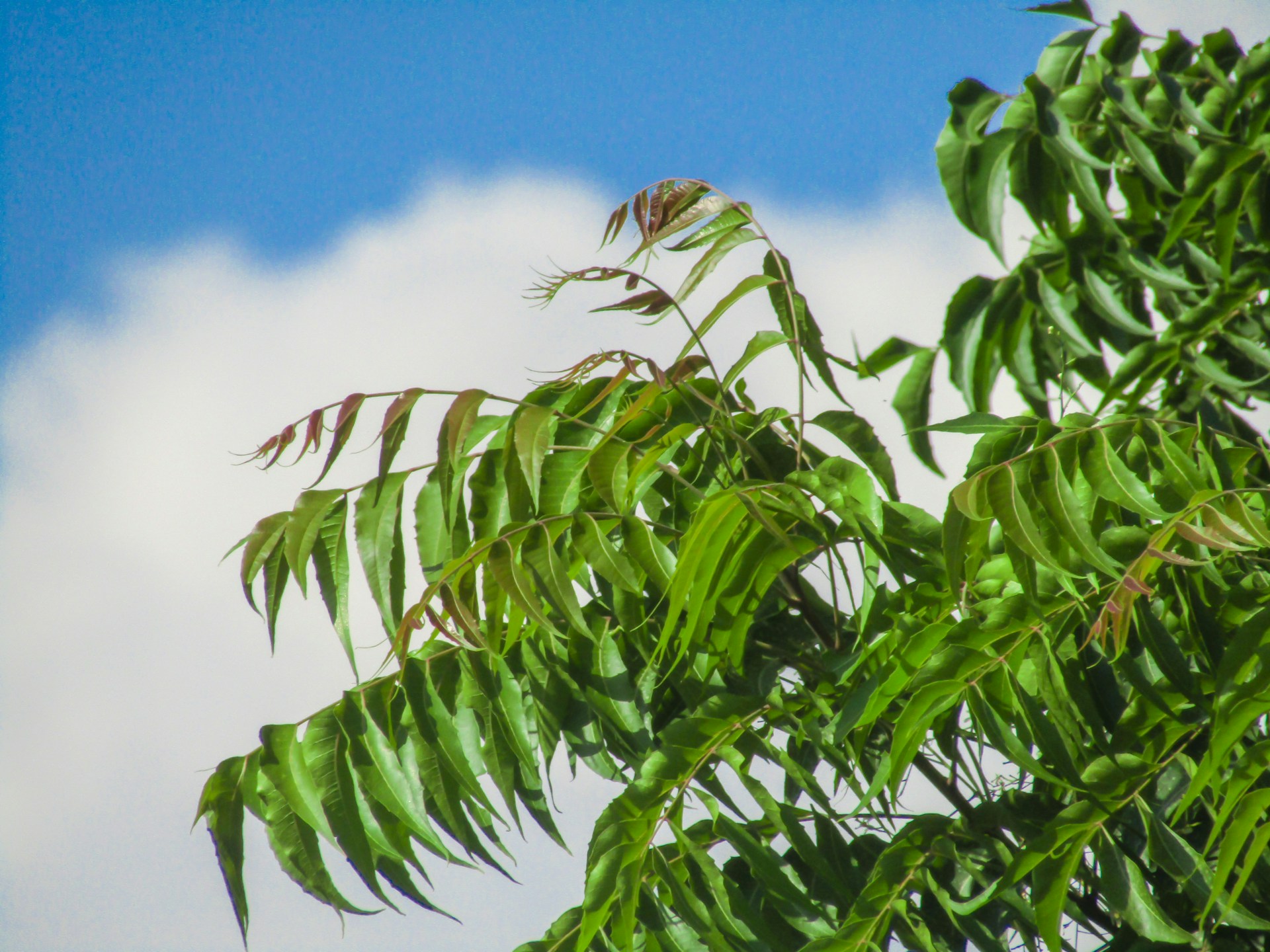 Neem for liver and its other health benefits.