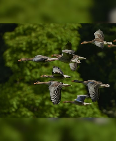 Facts You Didn't Know About Birds