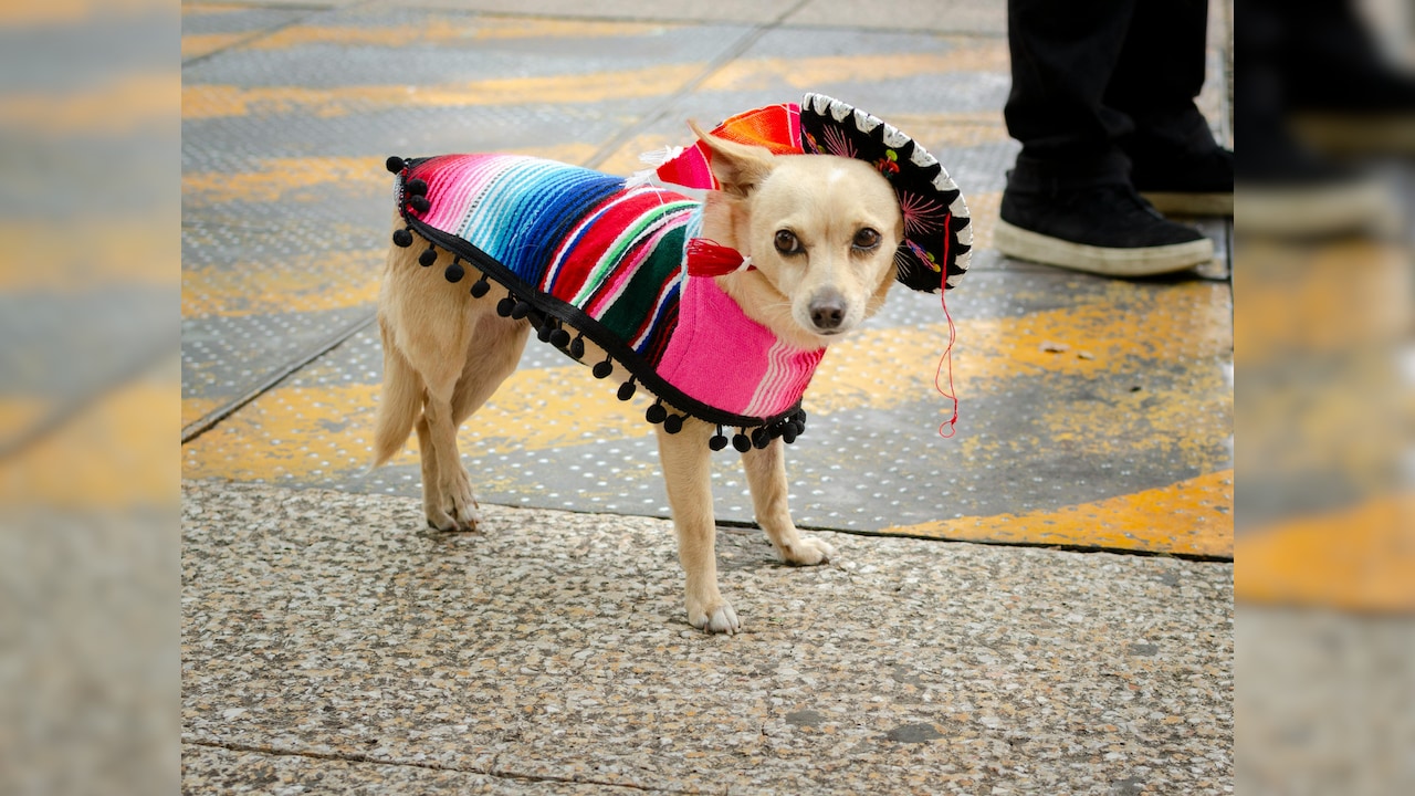Matching outfits for pets and parents are a growing trend. Matching outfits for pets and parents are a growing trend.