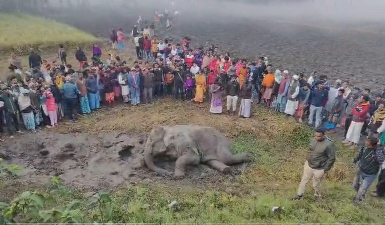 Fatal Train Collision Claims Elephant