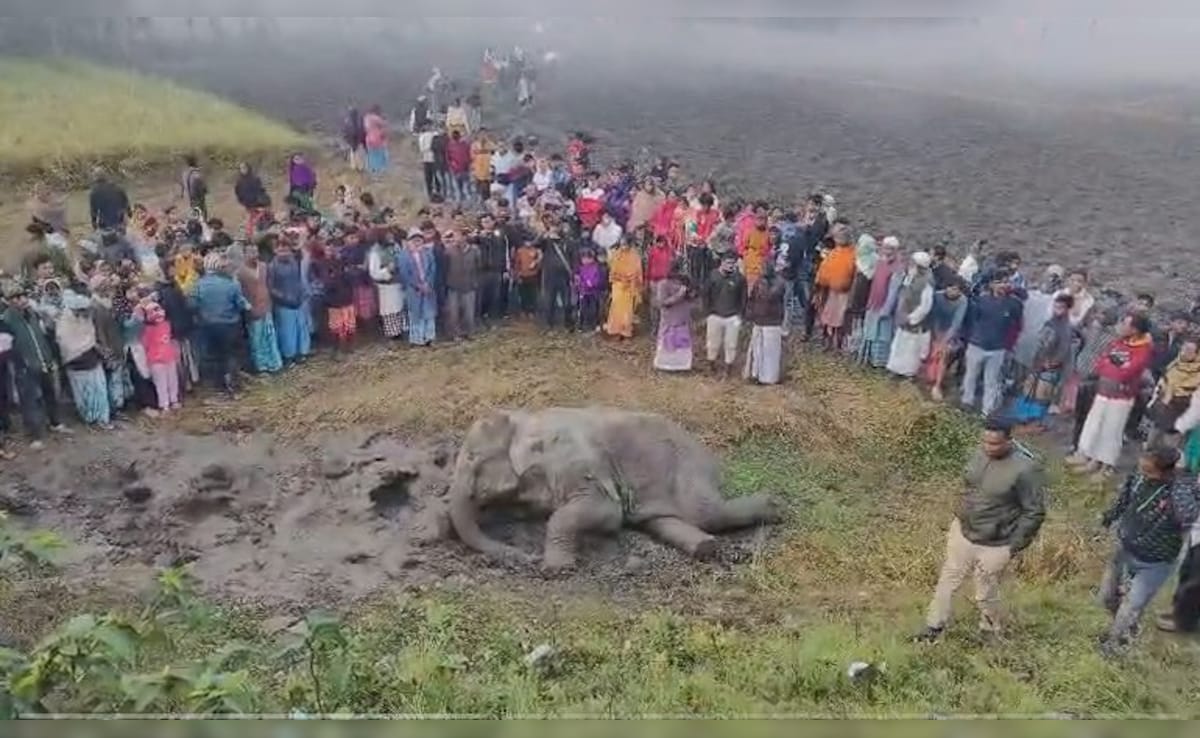 Elephant Killed, Calf Injured In Train Collision In West Bengal
