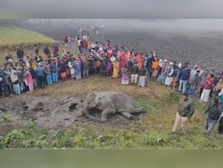 Elephant Killed, Calf Injured In Train Collision In West Bengal