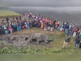 Elephant Killed, Calf Injured In Train Collision In West Bengal