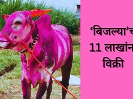 Jalna News : घोड्यांच्या शर्यतीत पहिला; 4 किंवा 8 नाही तर इतक्या लाखांना विकला 'बिजल्या' बैल; राज्यभरात चर्चा