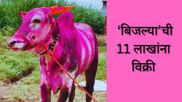 Jalna News : घोड्यांच्या शर्यतीत पहिला; 4 किंवा 8 नाही तर इतक्या लाखांना विकला 'बिजल्या' बैल; राज्यभरात चर्चा