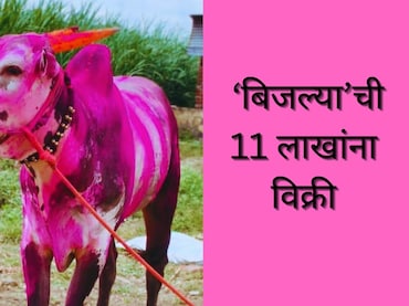 Jalna News : घोड्यांच्या शर्यतीत पहिला; 4 किंवा 8 नाही तर इतक्या लाखांना विकला 'बिजल्या' बैल; राज्यभरात चर्चा