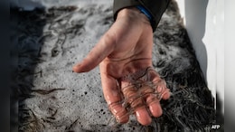Pictures: Haitian Gangs Are Profiting From Baby Eels Sold Abroad