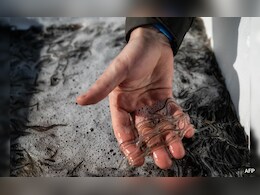 Pictures: Haitian Gangs Are Profiting From Baby Eels Sold Abroad