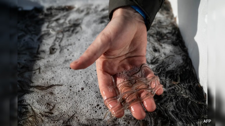 Pictures: Haitian Gangs Are Profiting From Baby Eels Sold Abroad