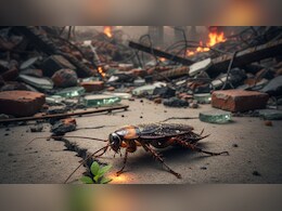 न परमाणु बम का असर, न सिर कटने पर मौत... जानें धरती पर कब से मौजूद हैं कॉकरोच