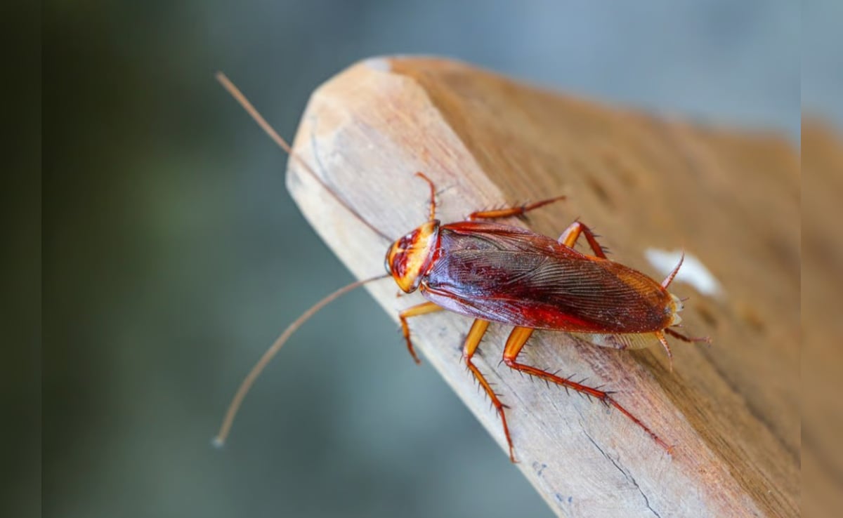 Latest and Breaking News on NDTV