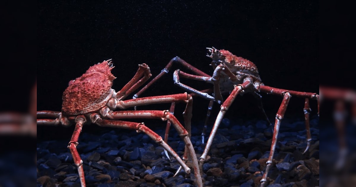 What's The Biggest Crab In The World