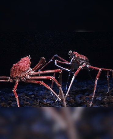 What's The Biggest Crab In The World