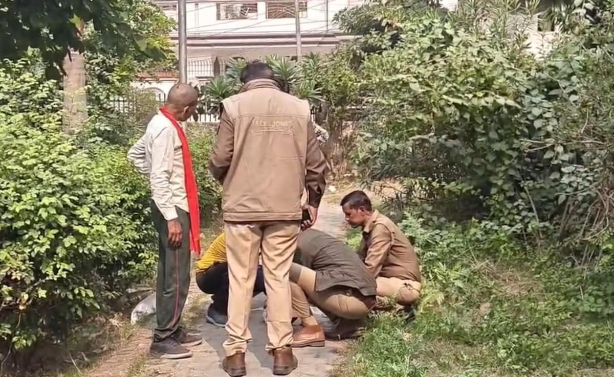 Stray Dog Found Roaming With Newborn's Body In Kanpur; Hands, Arms Missing