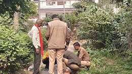 Stray Dog Found Roaming With Newborn's Body In Kanpur; Hands, Arms Missing