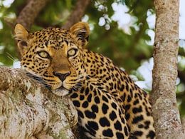 Pune News : पुणे जिल्ह्यातील बिबट्यांचं 'घर' हाऊसफुल्ल! उरलेल्यांना ठेवायचं कुठं?