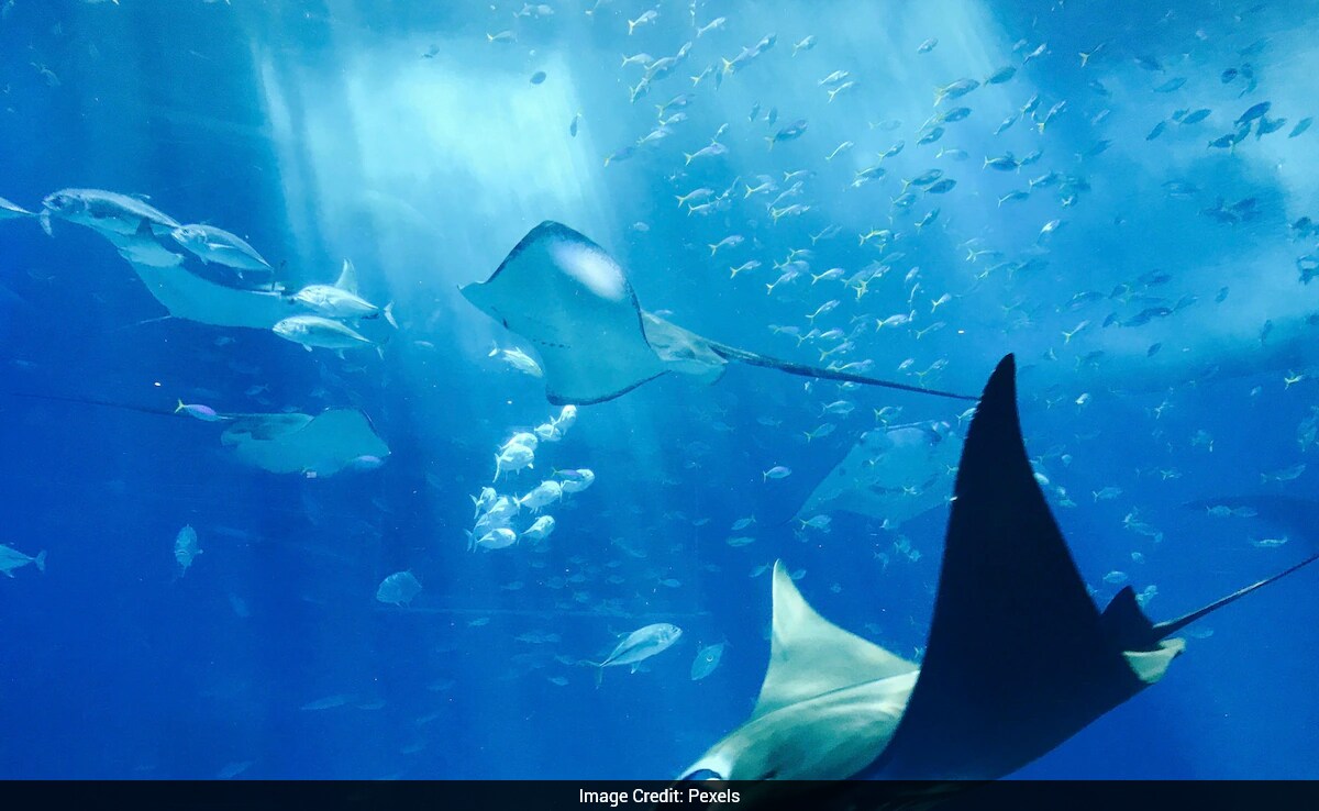 Rare Fish Species Rediscovered After 20 Years