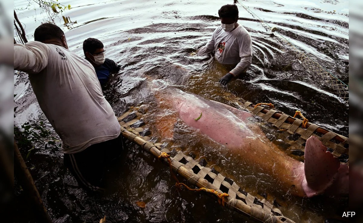 Amazon Lake Reached 41C, Killing Dolphins Amid Heatwave