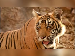 सूरजपुर के जंगल में टाइगर की मौत मामले में बड़ा खुलासा, पोस्टमॉर्टम रिपोर्ट में पता चली हत्या की वजह