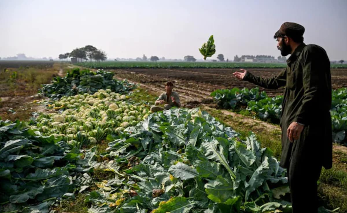 भारत की दया पर जी रहा पाकिस्तान, सिंधु में मामूली बदलाव भी ला सकता है विनाश: रिपोर्ट