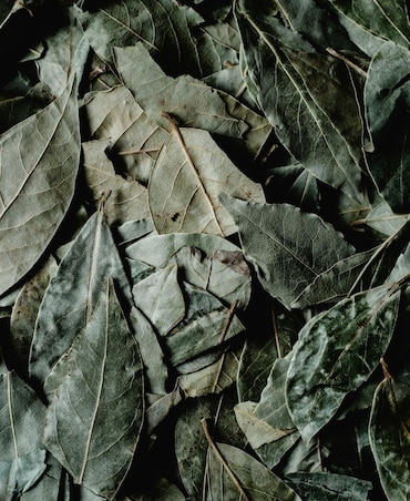 Health Benefits Of Bay Leaves