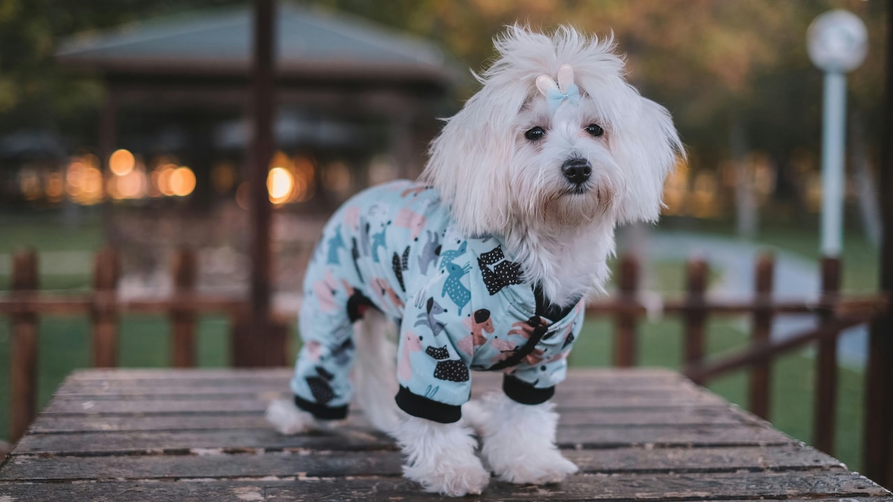 Comfort and style go hand-in-hand for dog wedding outfits. Comfort and style go hand-in-hand for dog wedding outfits.