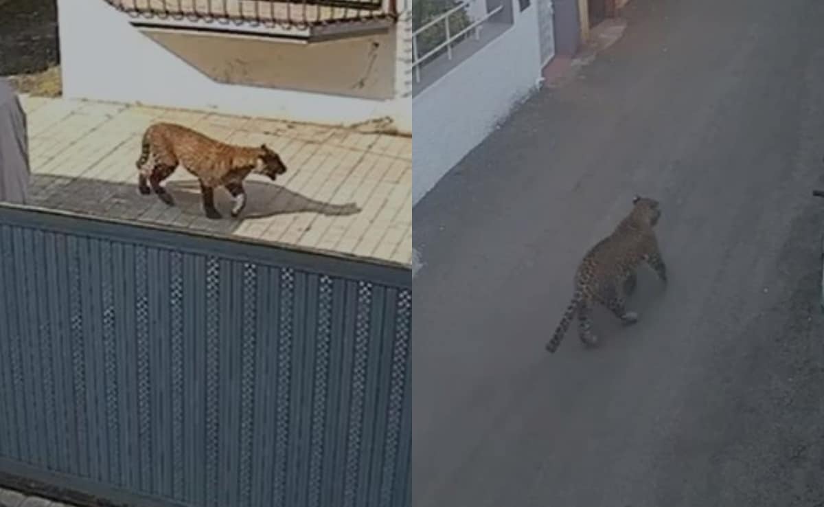 नासिक में तेंदुओं का आतंक: रिहायशी इलाकों में बढ़ी दहशत, कई इलाके बने हॉट स्‍पॉट 