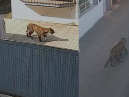 नासिक में तेंदुओं का आतंक: रिहायशी इलाकों में बढ़ी दहशत, कई इलाके बने हॉट स्‍पॉट 