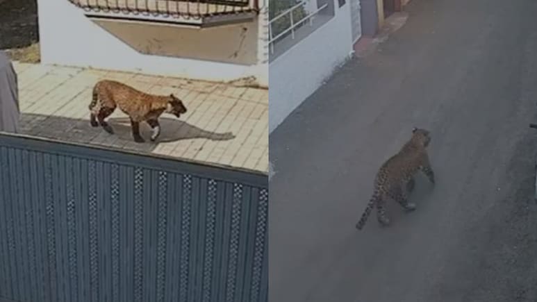 नासिक में तेंदुओं का आतंक: रिहायशी इलाकों में बढ़ी दहशत, कई इलाके बने हॉट स्‍पॉट 