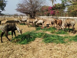 Rajasthan: कोटा में वन्यजीव संरक्षण की अनूठी पहल, बाघिन और तेंदुओं सहित 12 को  NTPC ने लिया गोद