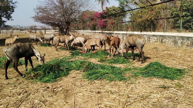 Rajasthan: कोटा में वन्यजीव संरक्षण की अनूठी पहल, बाघिन और तेंदुओं सहित 12 को  NTPC ने लिया गोद