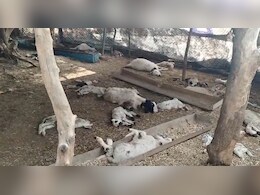 Jhunjhunu News: पिलानी में अज्ञात जानवर ने एक ही रात में 62 भेड़ों को उतारा मौत के घाट, मौके पर पहुंचा प्रशासन 