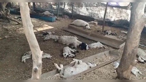 राजस्थान: एक साथ 60 से अधिक भेड़ों की मौत पर हड़कंप, पोस्टमार्टम रिपोर्ट का इंतजार
