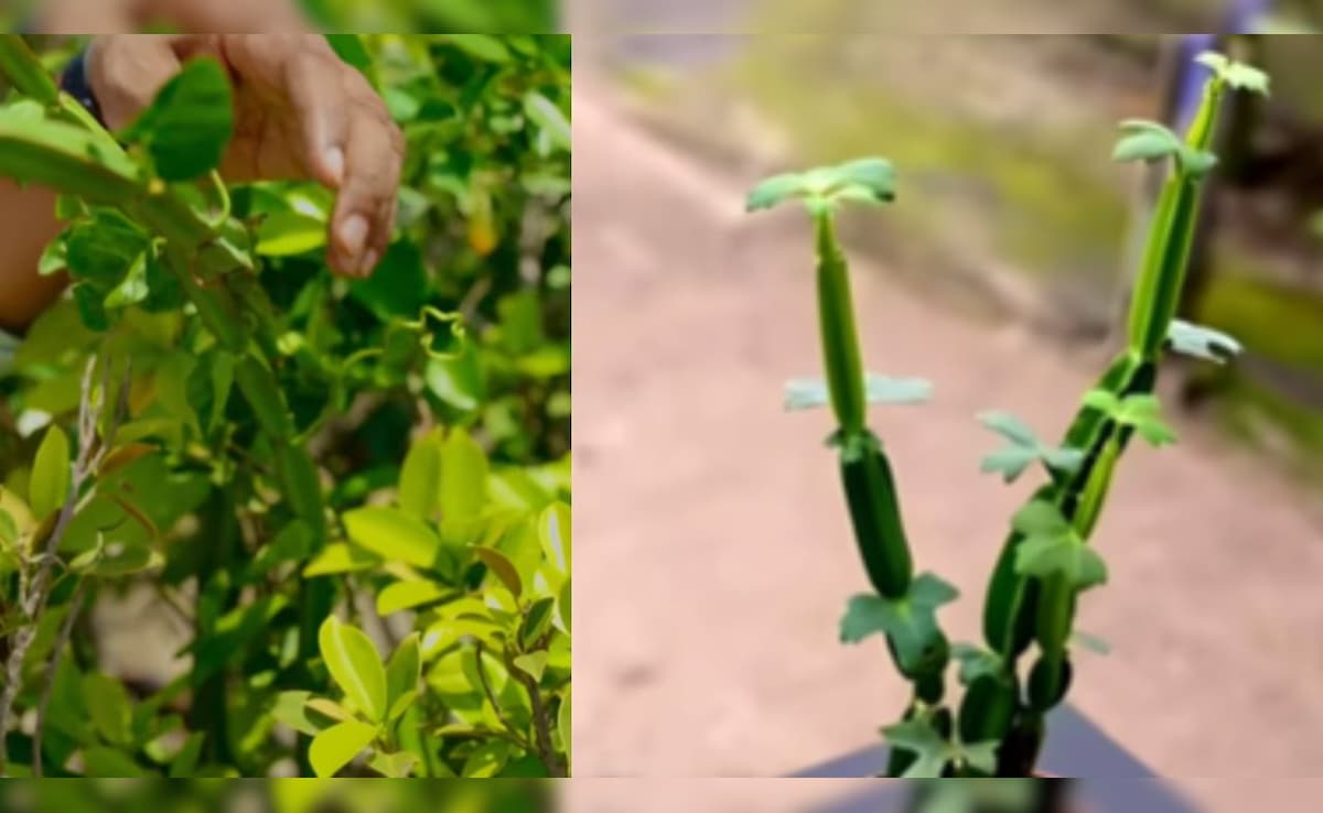 टूटी हड्डियों, जोड़ों का दर्द और गठिया का देसी इलाज है हड़जोड़, जानें फायदे और इस्तेमाल करने का तरीका