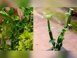 टूटी हड्डियों, जोड़ों का दर्द और गठिया का देसी इलाज है हड़जोड़, जानें फायदे और इस्तेमाल करने का तरीका