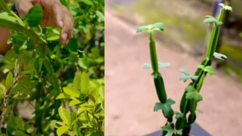 टूटी हड्डियों, जोड़ों का दर्द और गठिया का देसी इलाज है हड़जोड़, जानें फायदे और इस्तेमाल करने का तरीका